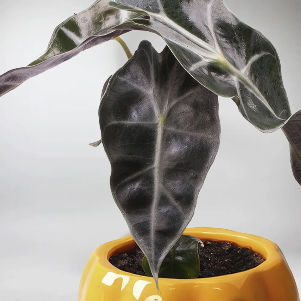 Halloween Treat - Alocasia Curly Bambino with Halloween Pot