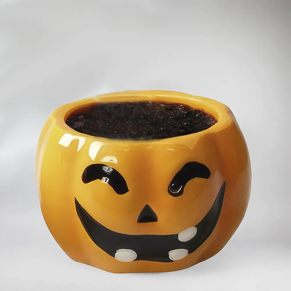 Halloween Treat - Alocasia Curly Bambino with Halloween Pot