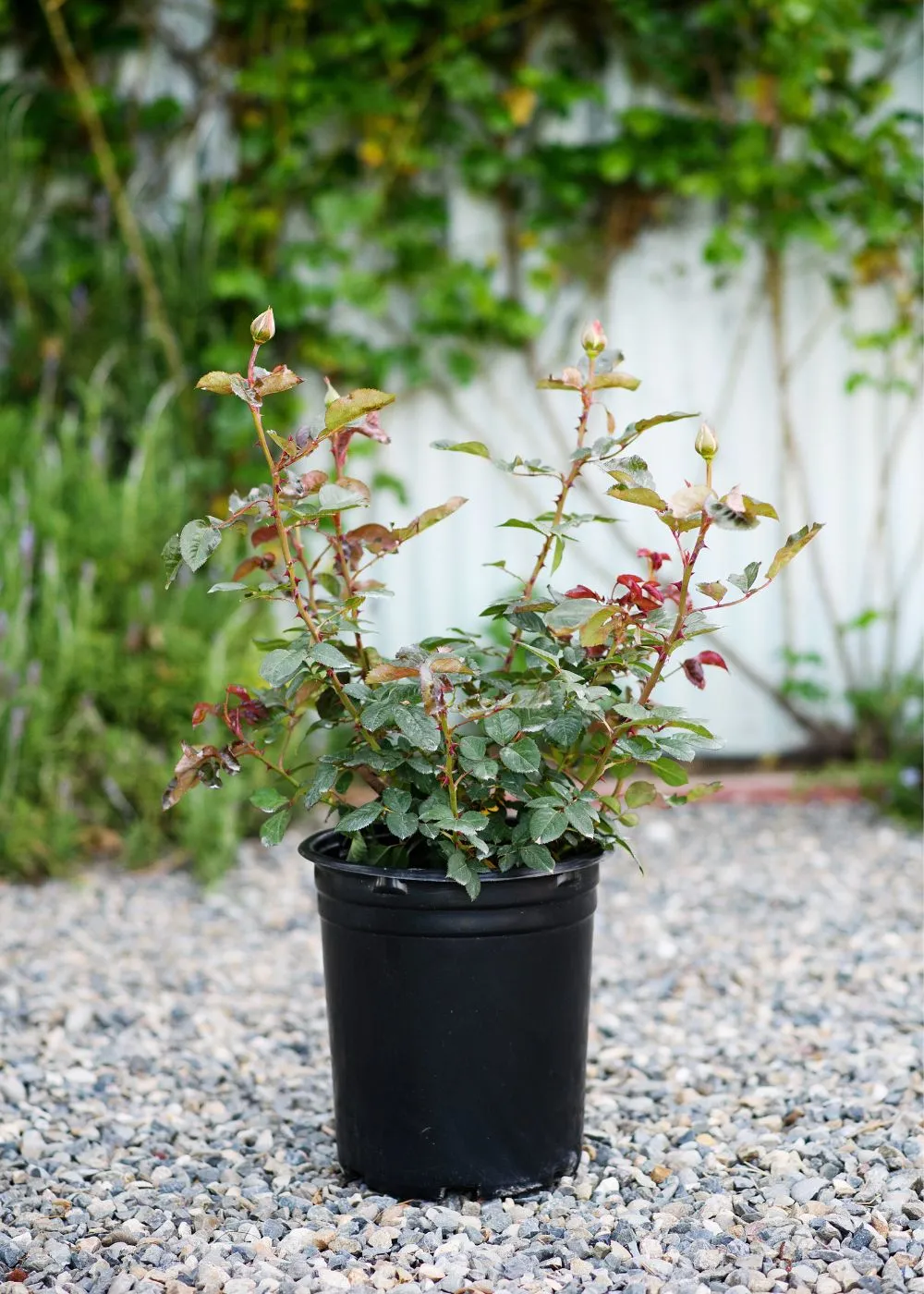 Papa Meilland® Rose Potted