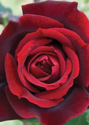 Papa Meilland® Rose Potted