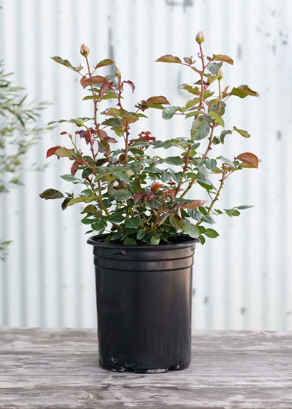Papa Meilland® Rose Potted