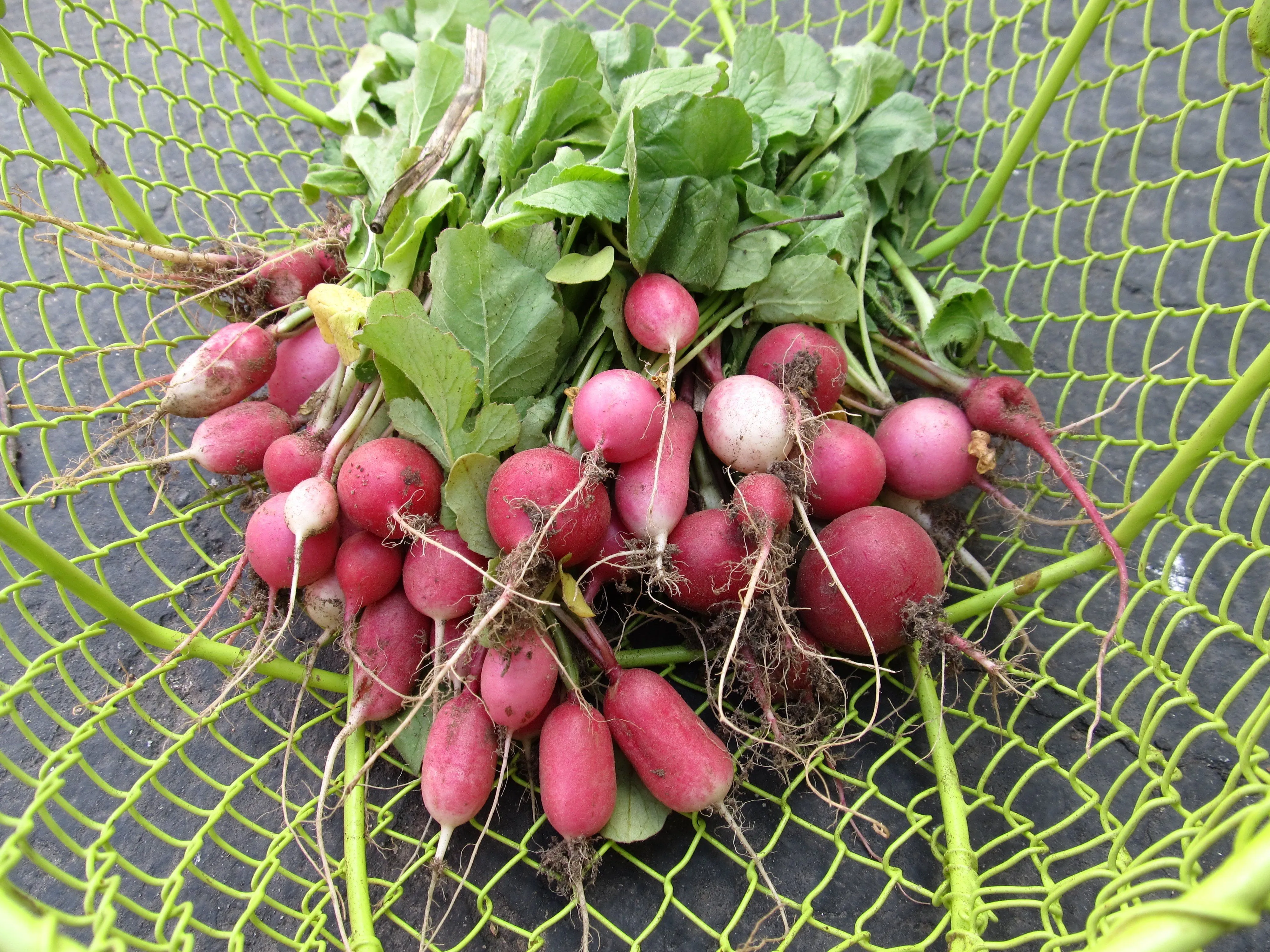 Radiant Radish Mix